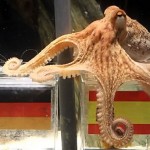 oktopus-orakel-paul