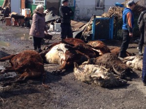 ФОТО в Кокпекты погибли более 300 голов скота